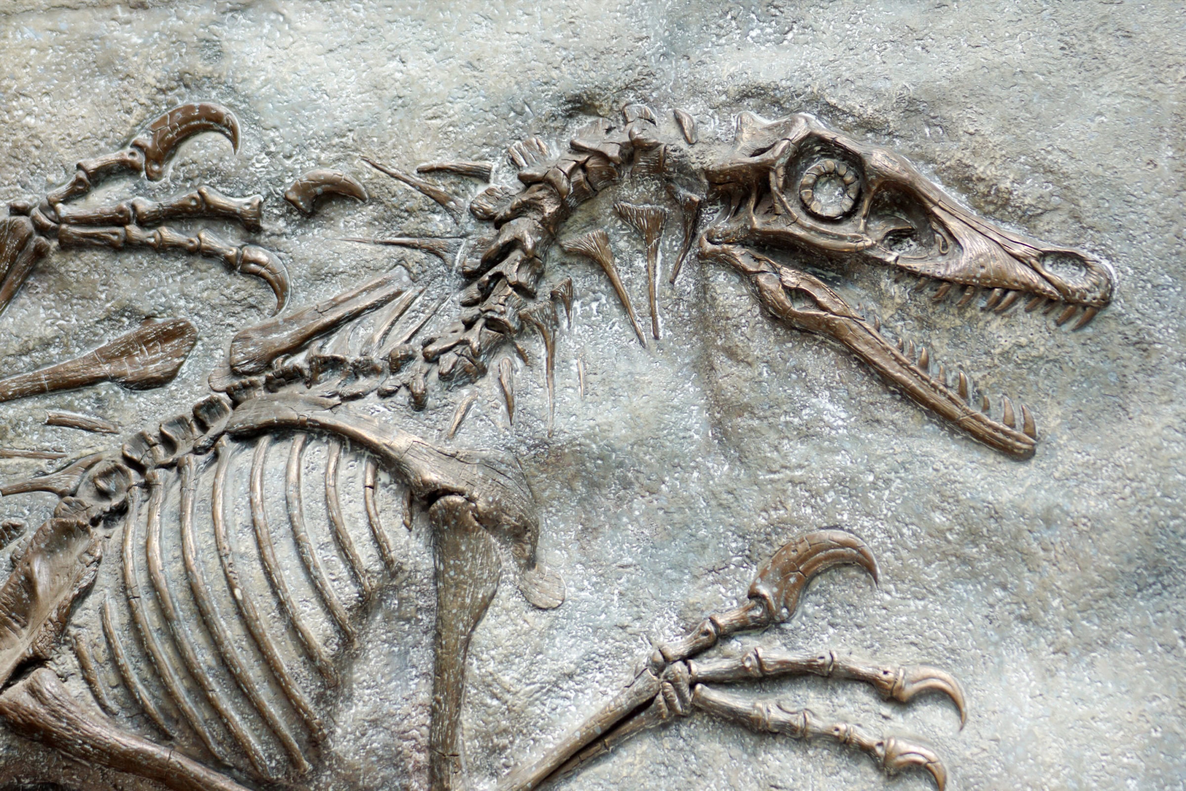 NAS Prize in the Evolution of Earth and Life