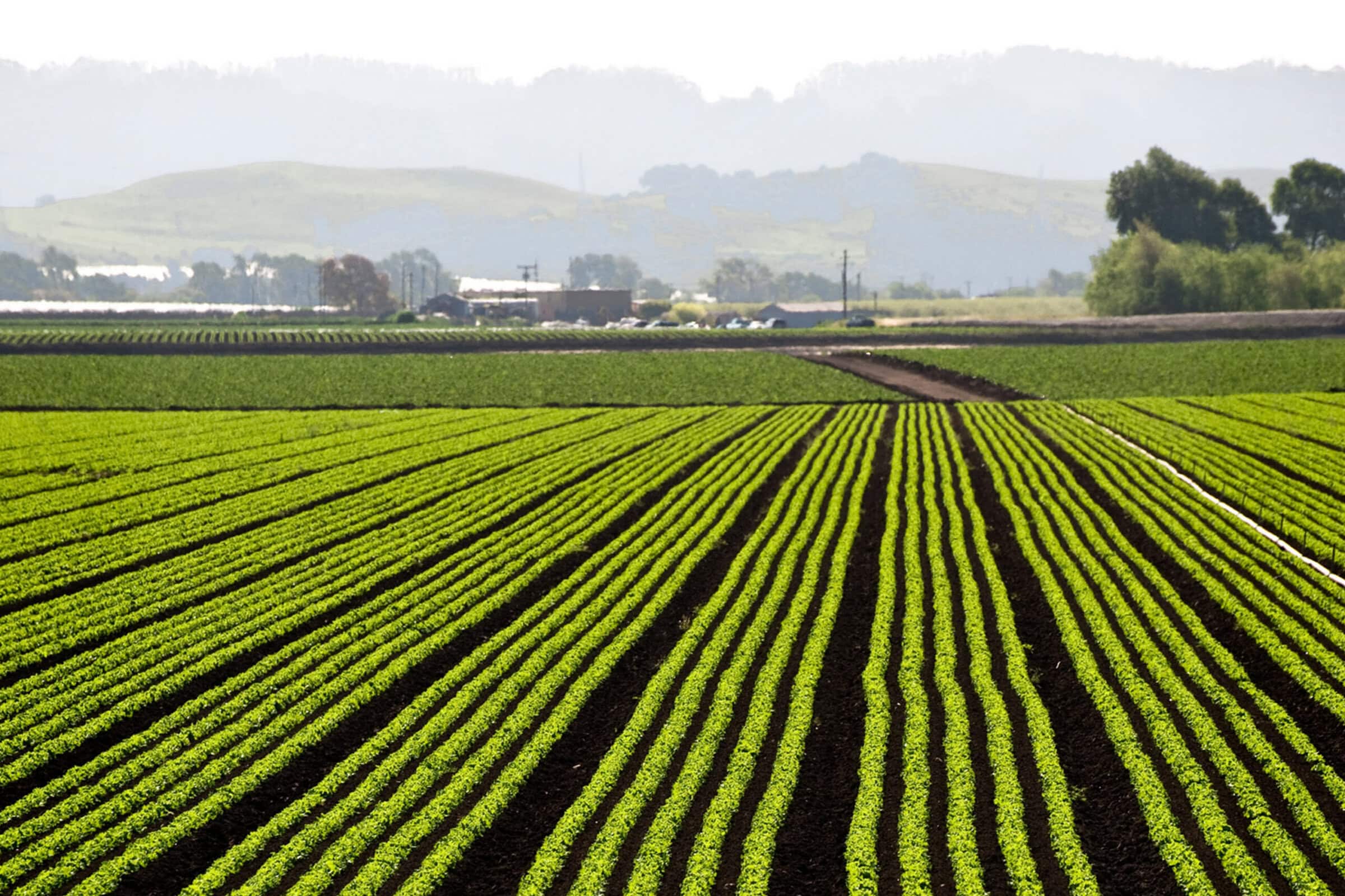 NAS Prize in Food and Agriculture Sciences