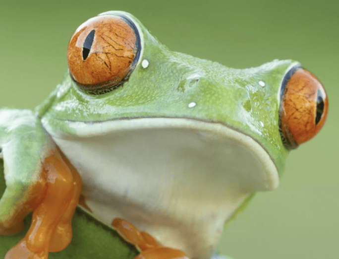 A picture of a frog