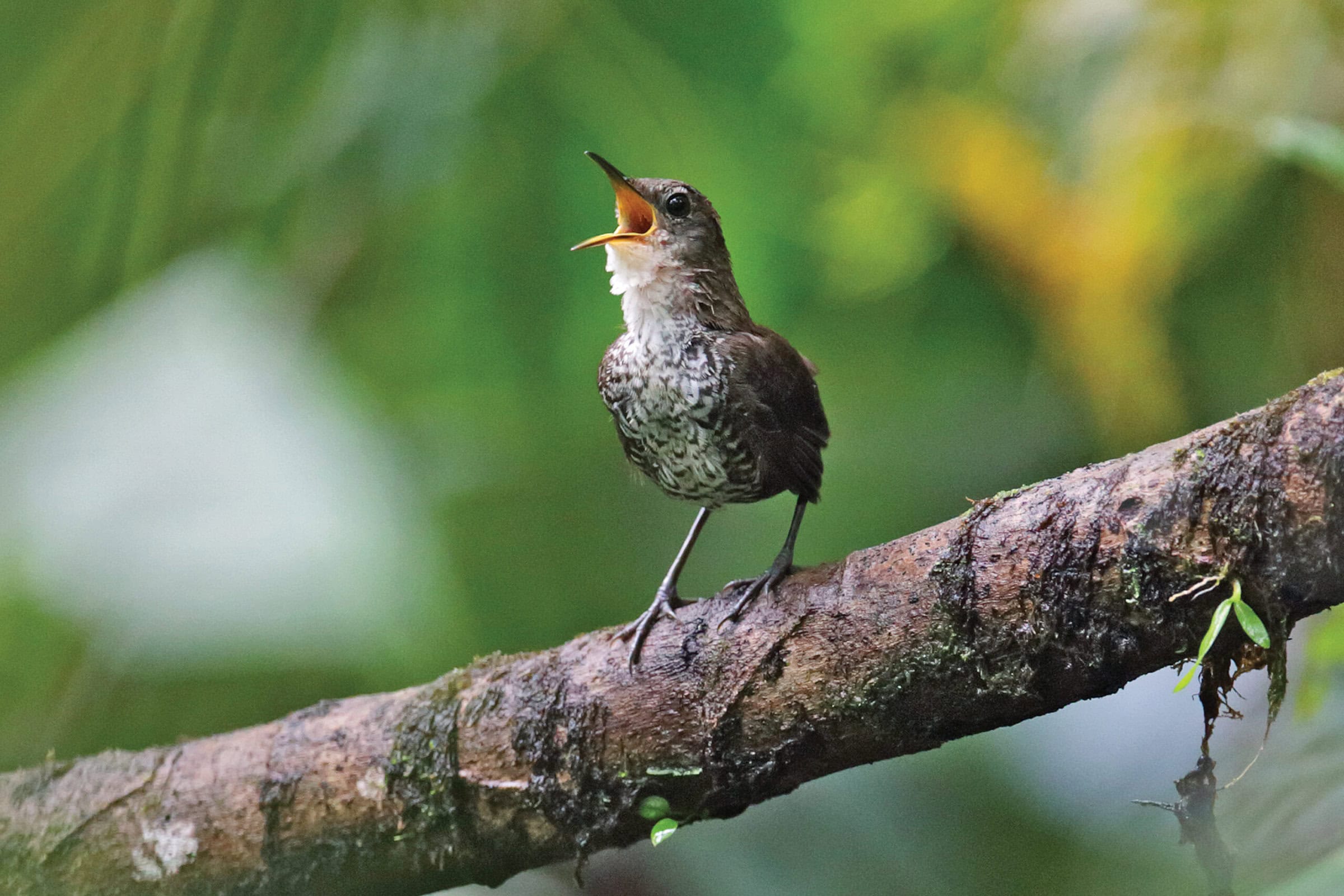 Small bird perched on branch with mouth open, ready to sing.