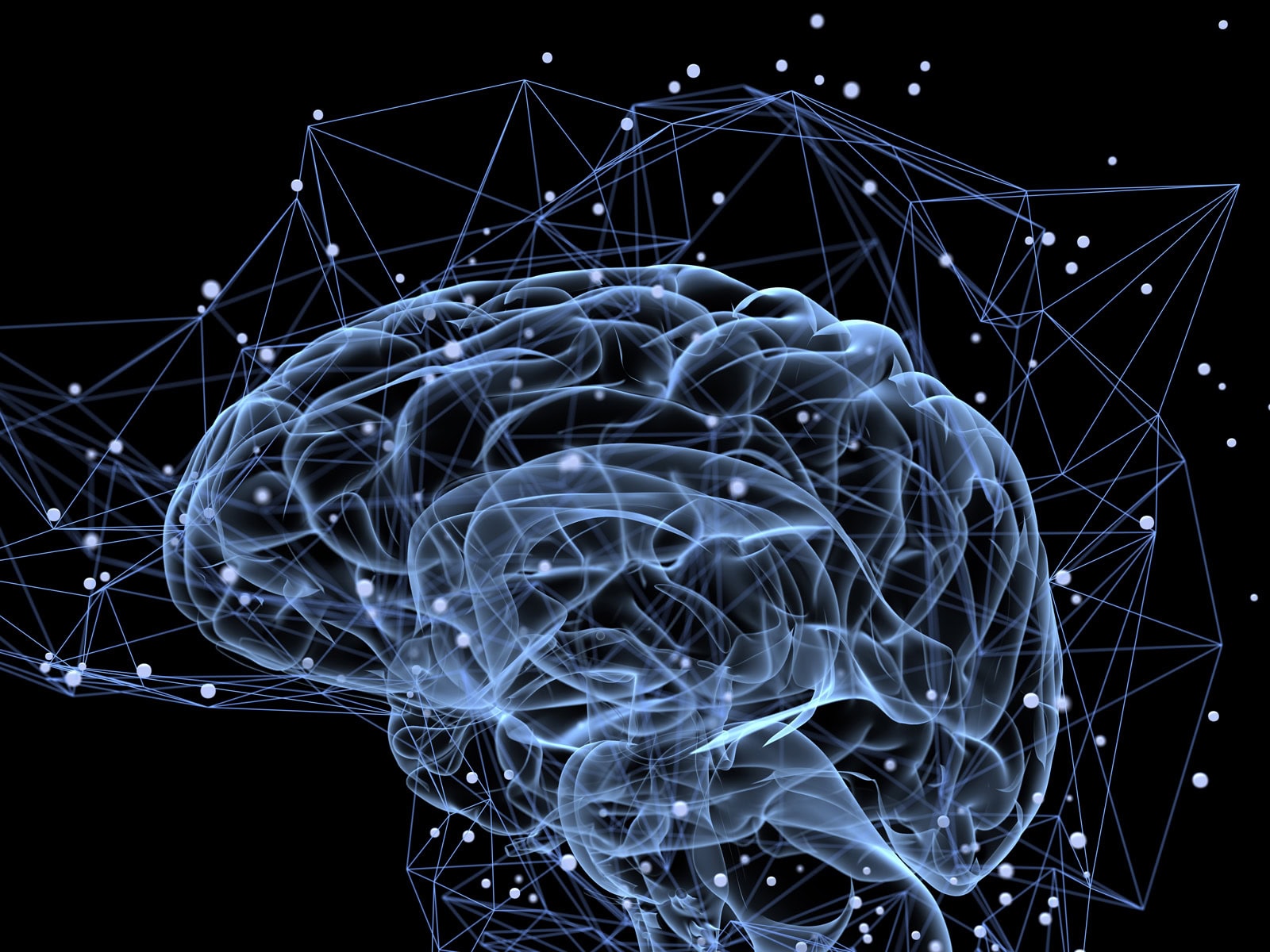 A image of the brain