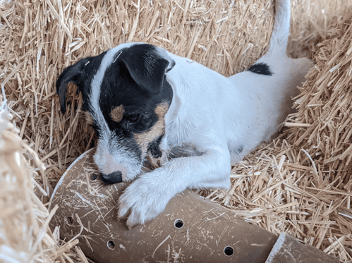 2024 National Dog Day, Dr. Ostrander's 12-week old Parsons Russell Terrier pup