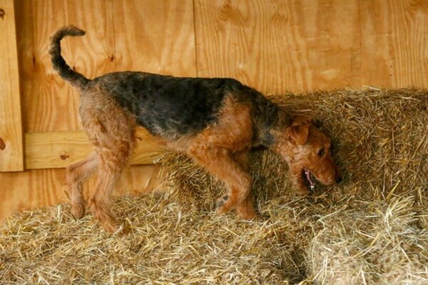 2024 National Dog Day, Dr. Ostrander's Airedale Terrier doing barn hunt