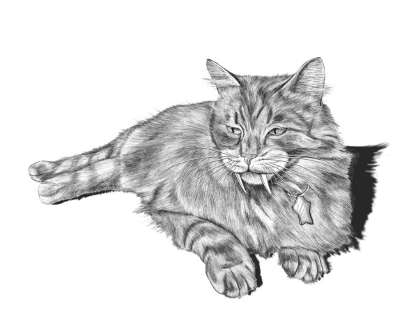 International Cat Day, Losos (Saber)