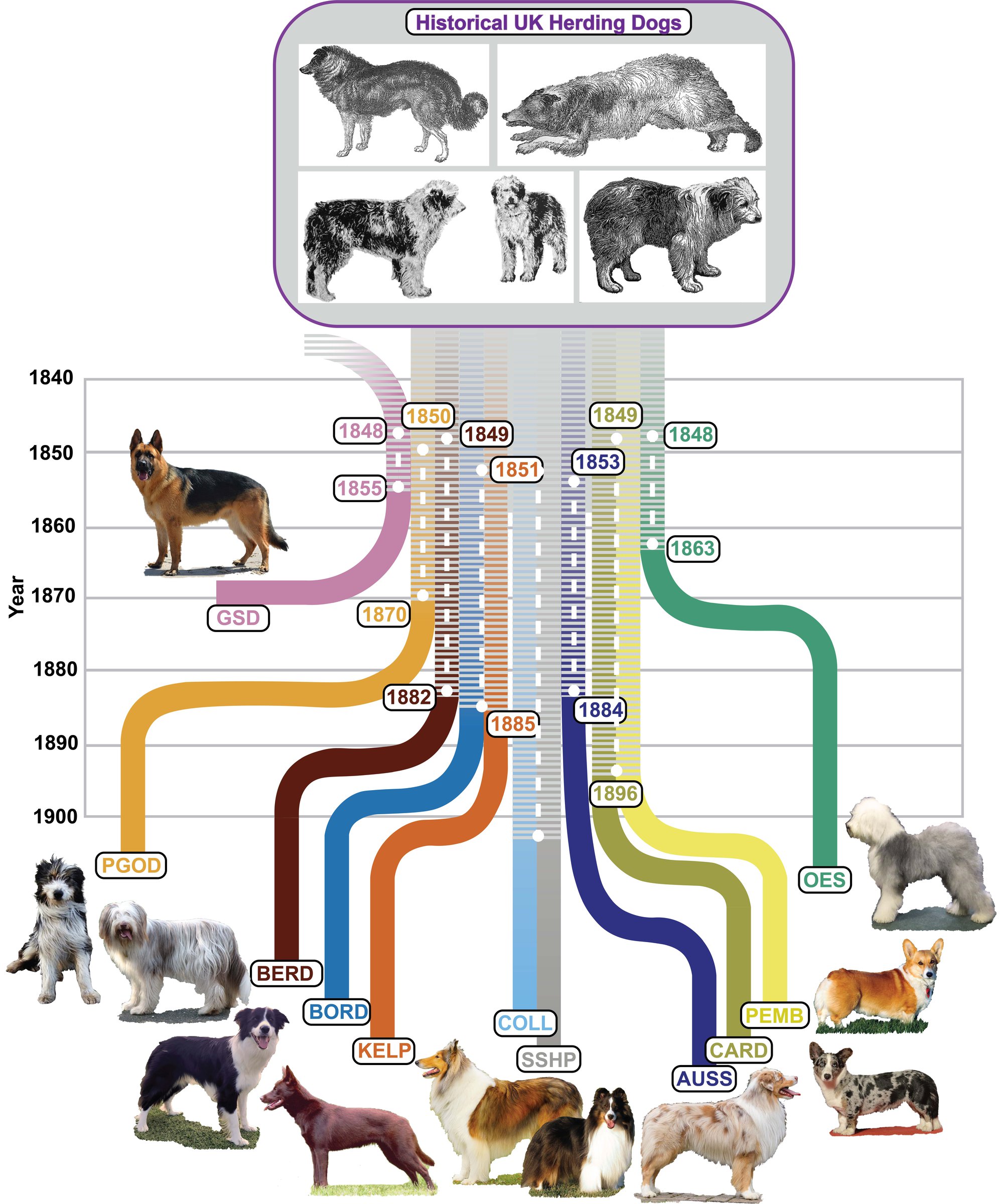 2024 National Dog Day, Dr. Ostrander's AKC