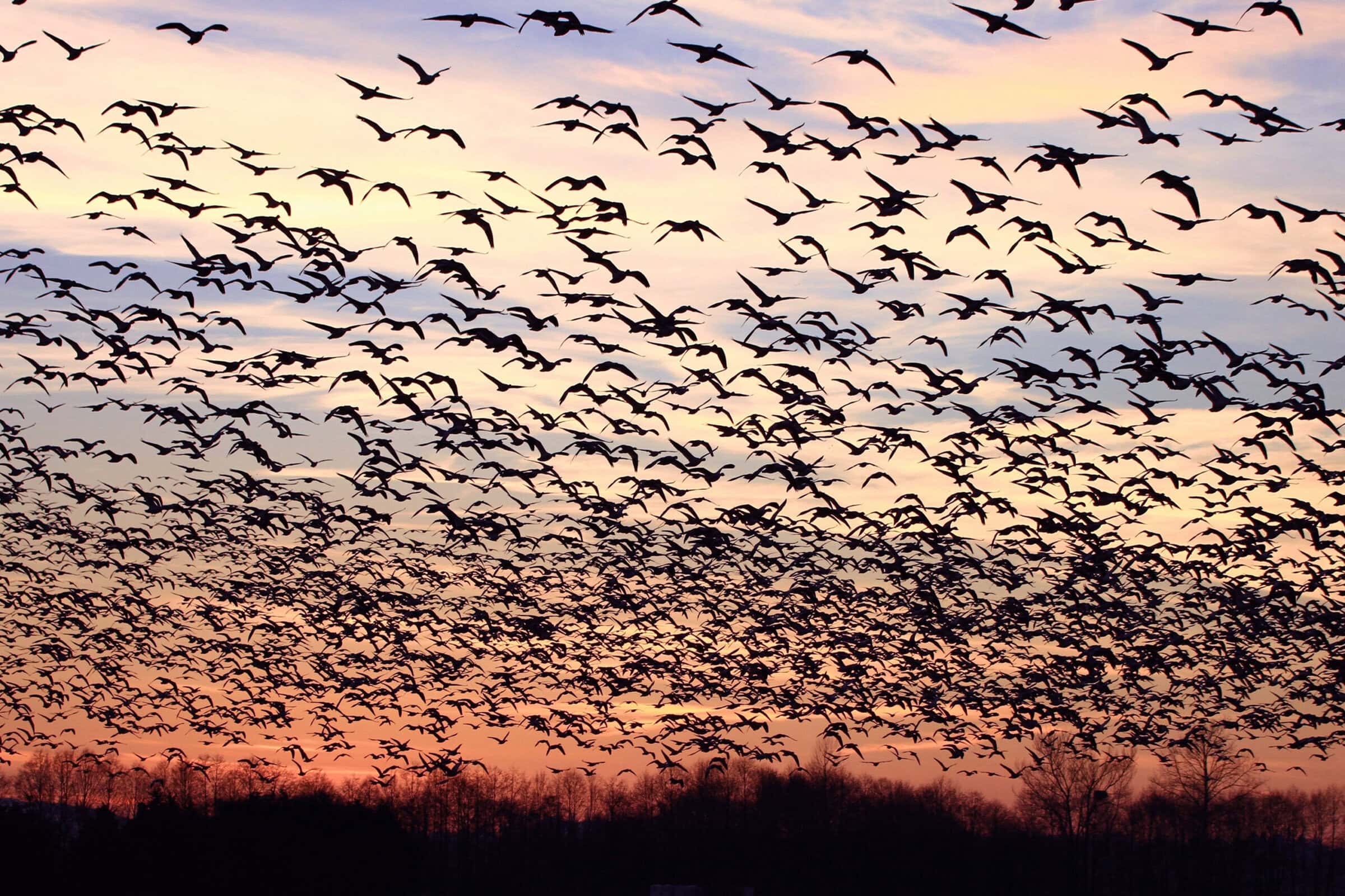 Banner-CLVI-EnvironmentalEcology