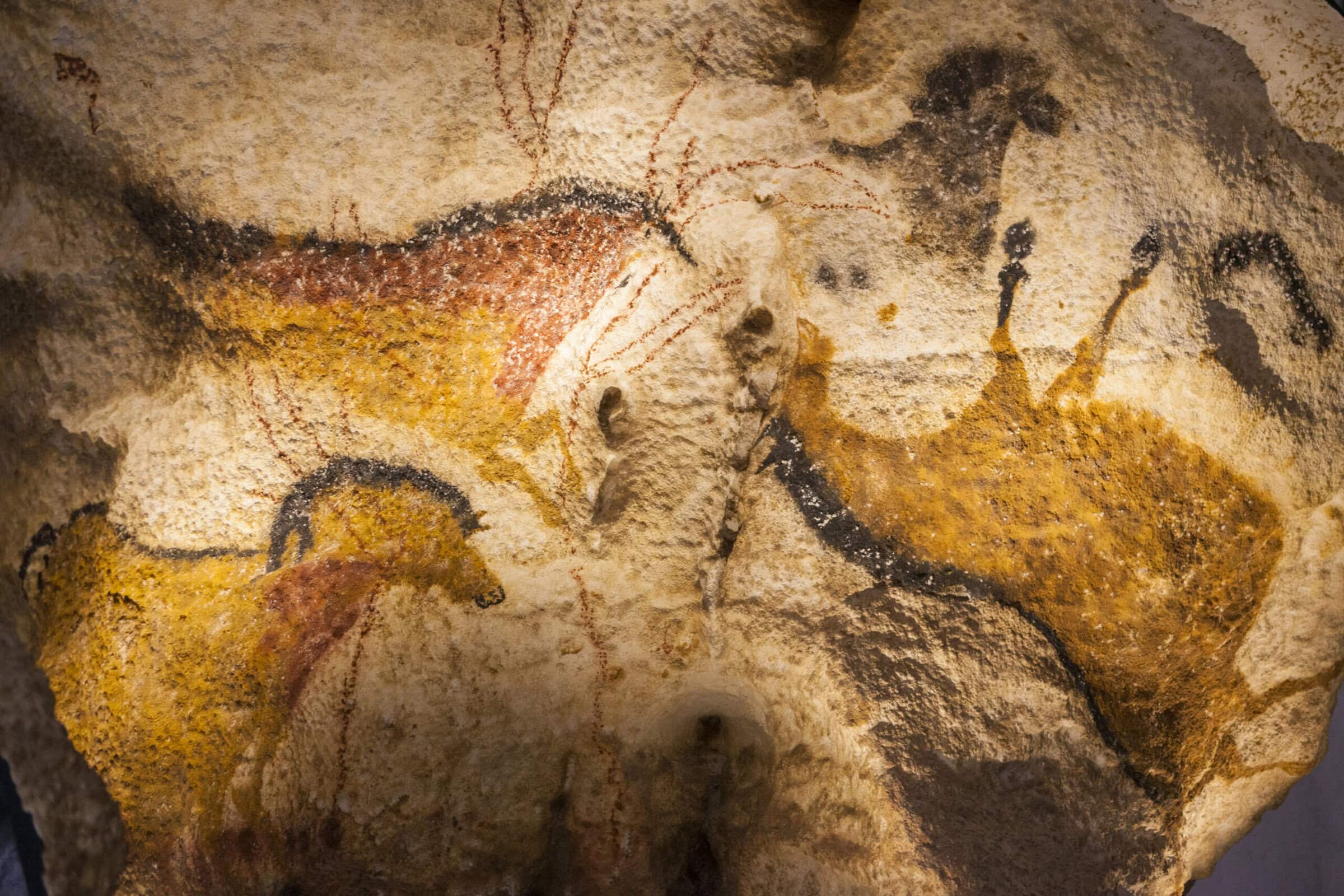 Banner-CLV-Anthropology